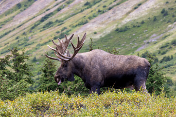 Bull Alaska yukon Moose in Autumn in Alaska