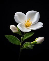Obraz premium Beautiful white magnolia bloom with buds against a dark backdrop.