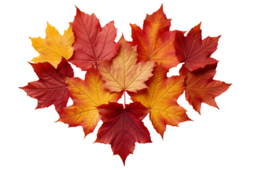 Maple leaves laid out in the shape of a heart, isolated on a transparent background.