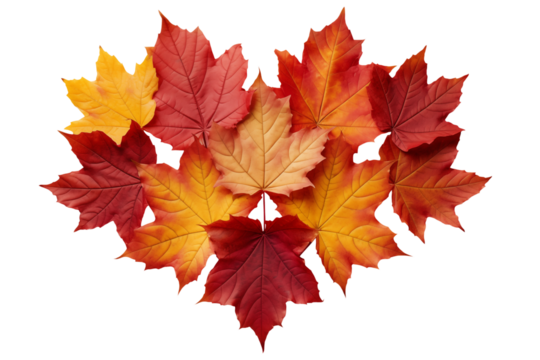 Maple leaves laid out in the shape of a heart, isolated on a transparent background.