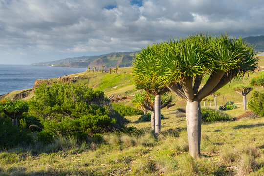 Dragon trees and green landscape on Ponta de Sao Lourenco Madeira Island