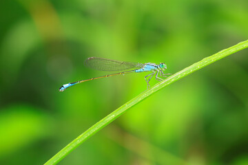 A pair of  Damselflies (Enallagma cyathigerum) mating on a leaf.