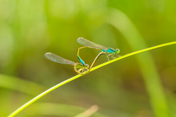 A pair of  Damselflies (Enallagma cyathigerum) mating on a leaf.