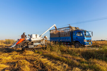 Fototapeta premium Harvester machine is harvesting rice