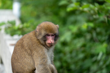 上高地の日本猿の写真