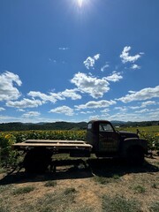 Fototapeta premium Sunflower field with bright blue sky and mountains in the background.