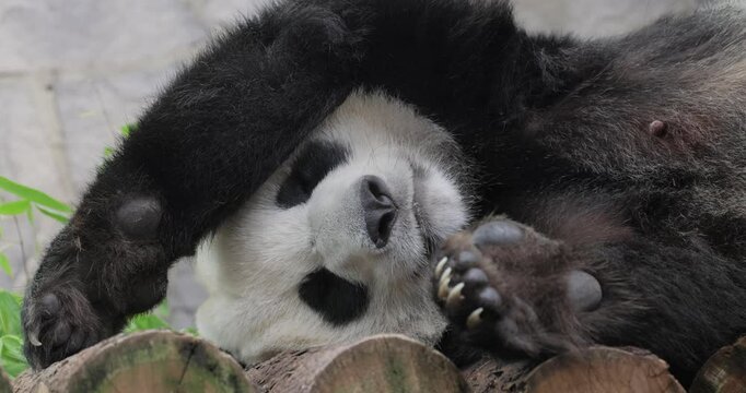 Giant panda is sleeping (Ailuropoda melanoleuca) also known as the panda bear or simply the panda, is a bear native to south central China.