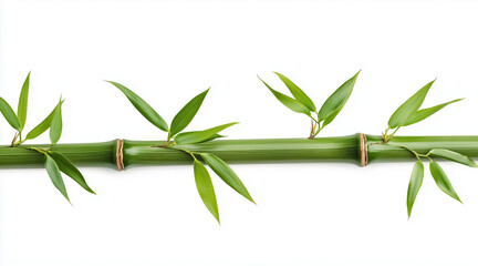 Obraz premium Green bamboo with leaves isolated on white background with clipping path and full depth of field isolated on white background 