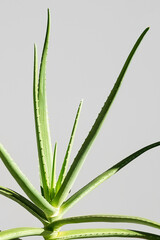 Obraz premium Aloe vera plant against light grey background.