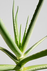 Aloe vera plant against light grey background.