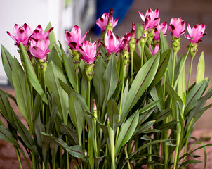 Colorful Flower Market on a Pedestrian Street - Thai Lyllies 2