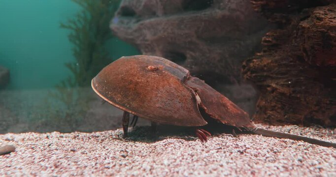 Atlantic horseshoe crab (Limulus polyphemus), also known as the American horseshoe crab, is a species of horseshoe crab, a kind of marine and brackish chelicerate arthropod.