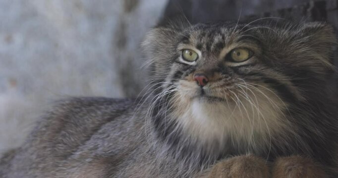 Pallas's cat (Otocolobus manul), also known as the manul, is a small wild cat with long and dense light grey fur, and rounded ears set low on the sides of the head.
