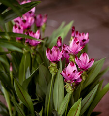 Colorful Flower Market on a Pedestrian Street - Thai Lyllies 4