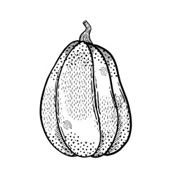 An Elaborate and Detailed Illustration Depicting a Squash Vegetable in Various Styles and Colors