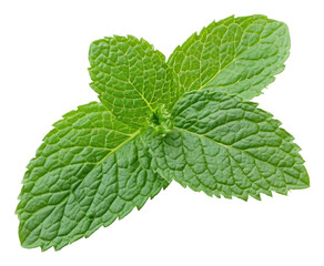 PNG Close-up of fresh green mint leaves