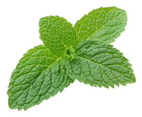 PNG Close-up of fresh green mint leaves