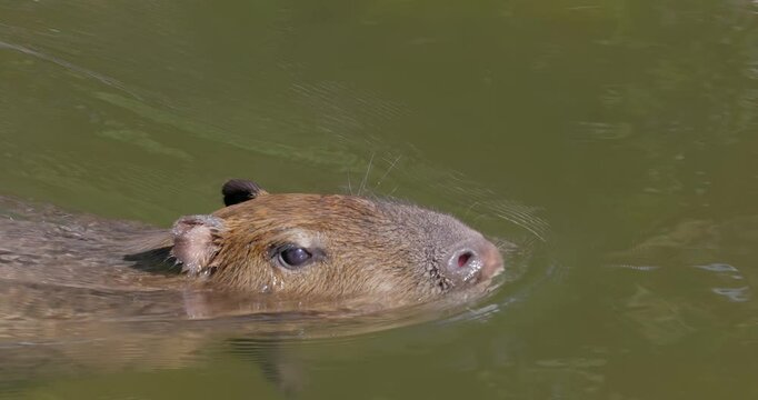 Capybara or greater capybara (Hydrochoerus hydrochaeris) is a giant cave rodent native to South America. It is the largest living rodent and a member of the genus Hydrochoerus.