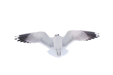 Seagull in flight isolated on white background