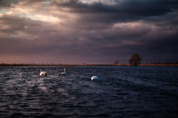 Muchomor, muchomory, muchomor czerwony, czerwony © Krzysztof