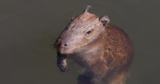 Capybara or greater capybara (Hydrochoerus hydrochaeris) is a giant cave rodent native to South America. It is the largest living rodent and a member of the genus Hydrochoerus.