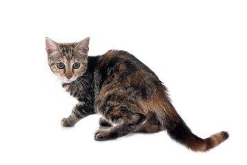 little cat in studio