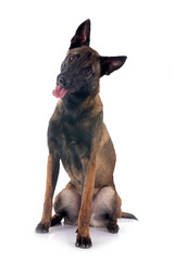 malinois in studio