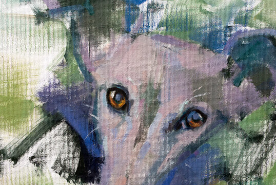 Greyhound's eyes close up details