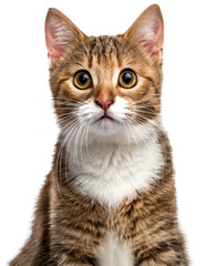 Fototapeta premium Cat with funny, cute and charming expression looking at camera isolated on white background