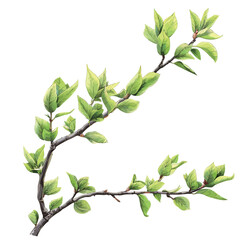 Obraz premium Branch with spring leaves isolated on white background. Watercolor illustration.