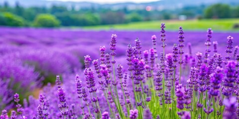 Naklejka premium Vibrant purple lavender blooming in a summer garden in Japan, lavender, flowers, garden, purple, vibrant, beautiful, nature, summer