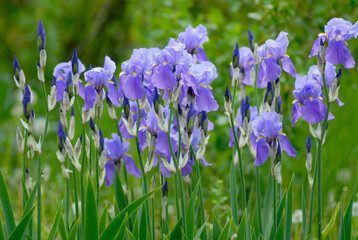 One bush of blooming blue irises plants in the garden.