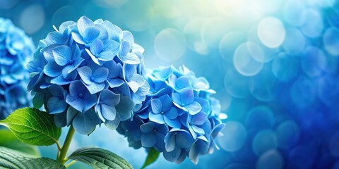 Blue hydrangea flowers blooming against a soft blue background, hydrangea, flowers, blue, nature, floral, background, bloom