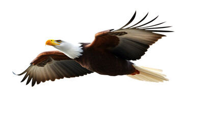 Fototapeta premium bold head eagle gliding isolated on transparent background 