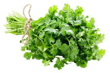 Fresh cilantro bundle with vibrant green leaves and rustic twine for a culinary touch.