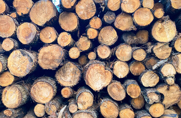 A pile of logs with a blue line running through them. The logs are stacked in a way that they are not touching each other
