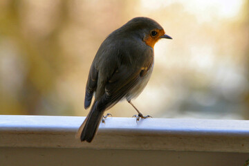 rouge gorge sur la balustrade