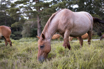 New Forest ponies grazing in the landscape of the New Forest National Park