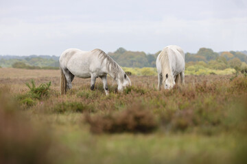 Grey new forest pony grazing in the landscape of The New Forest National Park.