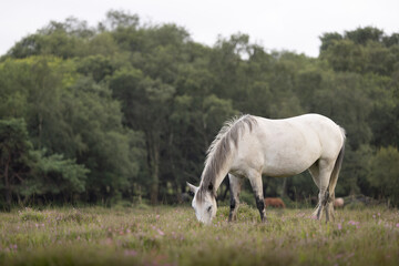 Grey new forest pony grazing in the landscape of The New Forest National Park.