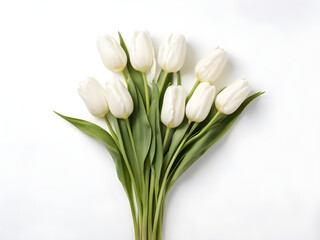 white tulips isolated on white with clipping path

