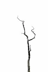 tree isolated on white