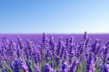Obraz premium A tranquil lavender field in full bloom under a clear blue sky, with soft sunlight enhancing the purple hues. Ideal for promoting relaxation and a sense of peace