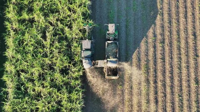 Sugar cane harvest, Bundaberg Queensland Australia, late afternoon light, drone aerial view, tractor farm farming machinery, agriculture rural work