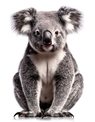 Obraz premium cute australia koala isolated on white background