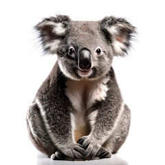 Fototapeta premium cute australia koala isolated on white background