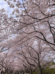 cherry blossoms