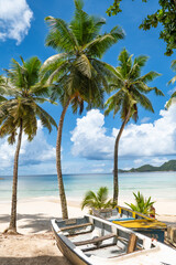 beach with palm trees