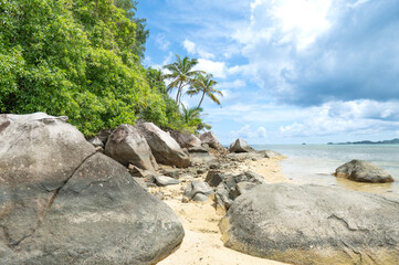 tree on the beach