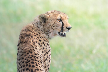 cheetah in serengeti national park